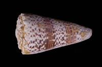 藏品(帝王芋螺)的圖片